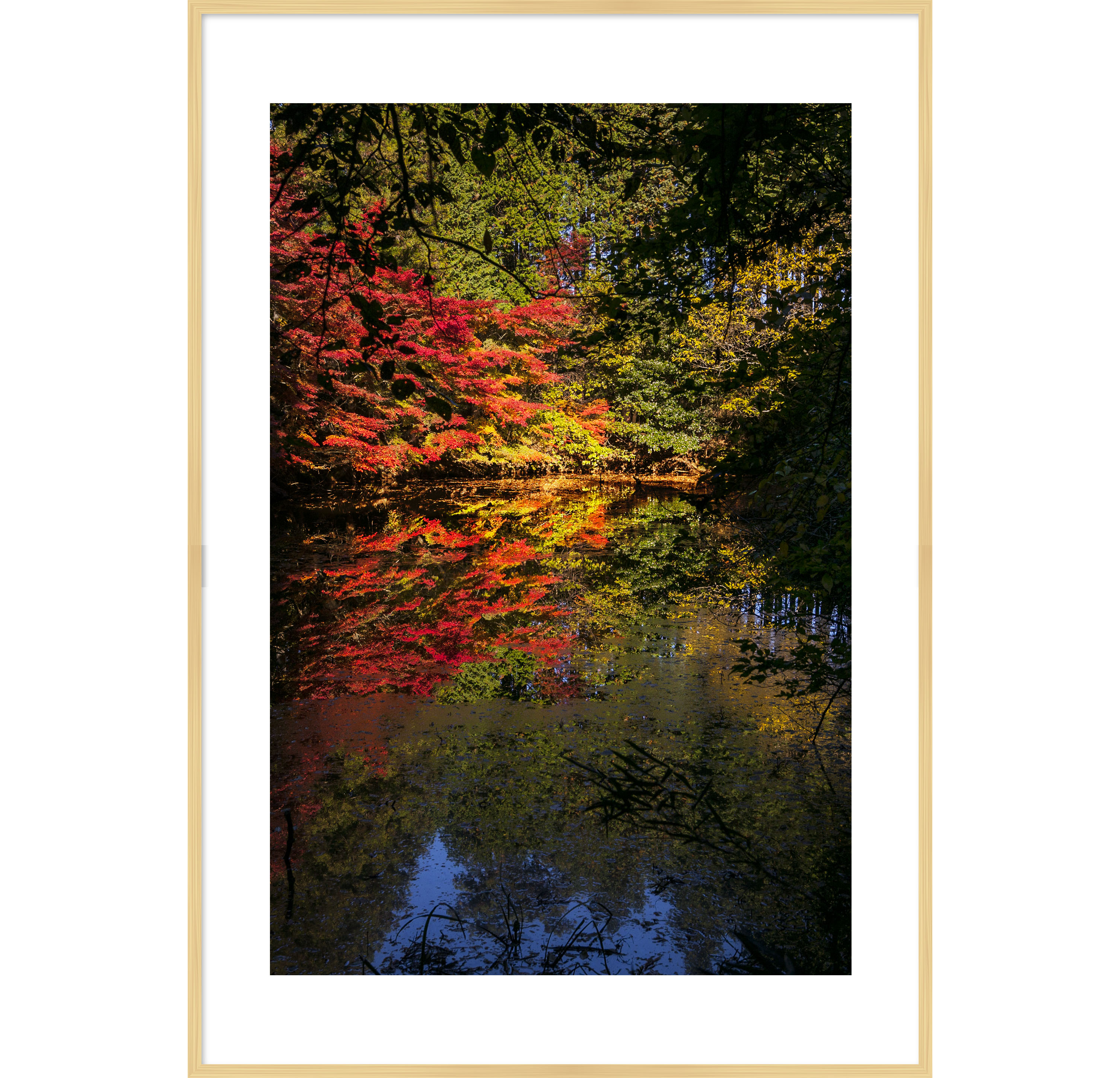写真の説明を入れます