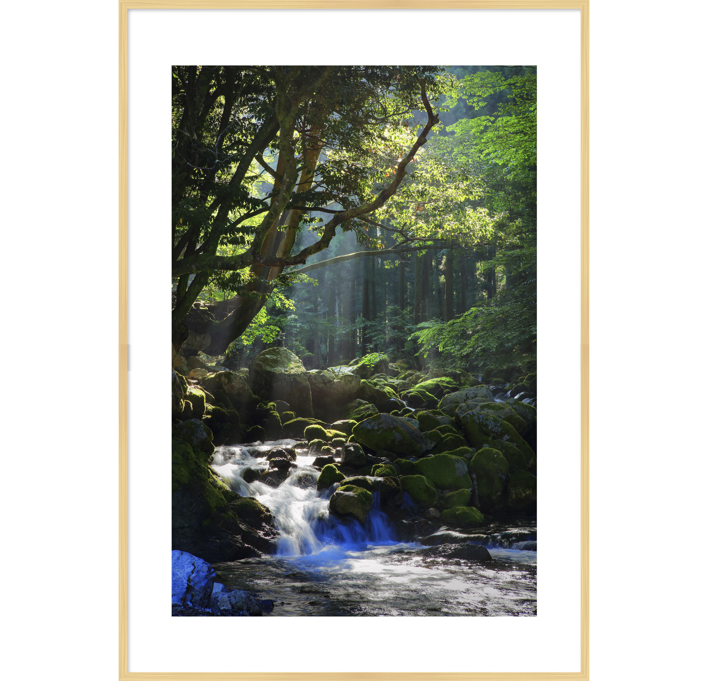 写真の説明を入れます